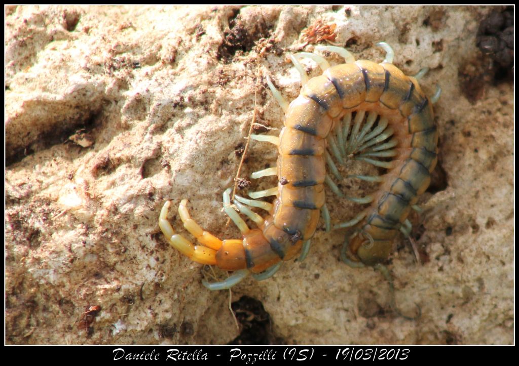 Scolopendra giovanissima...o cosa!? Lithobius sp.